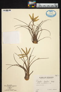 Tillandsia disticha image