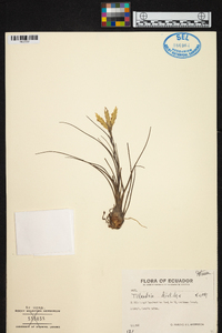 Tillandsia disticha image