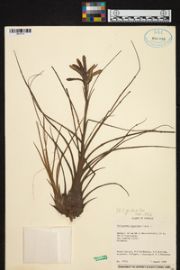 Tillandsia disticha image