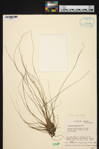 Tillandsia disticha image