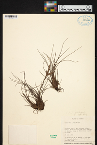 Tillandsia disticha image