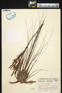 Tillandsia disticha image