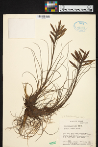 Tillandsia disticha image