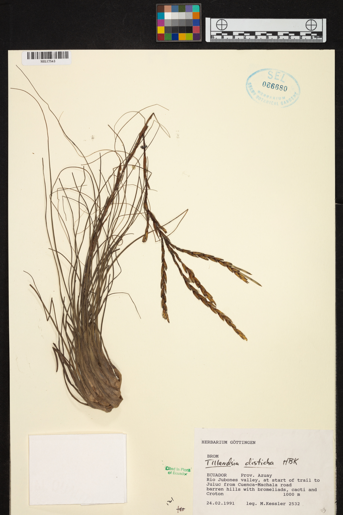 Tillandsia disticha image