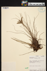 Tillandsia disticha image