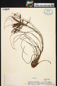 Tillandsia disticha image