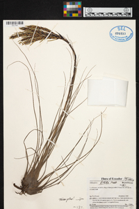 Tillandsia disticha image