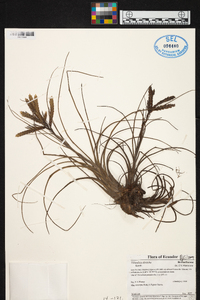 Tillandsia disticha image