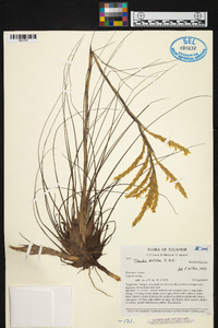 Tillandsia disticha image