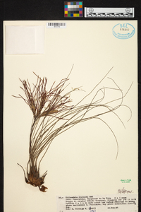 Tillandsia disticha image