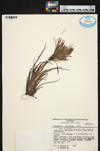 Tillandsia disticha image