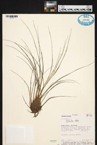 Tillandsia disticha image