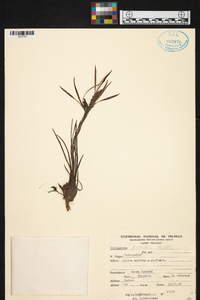 Tillandsia disticha image