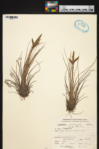 Tillandsia disticha image