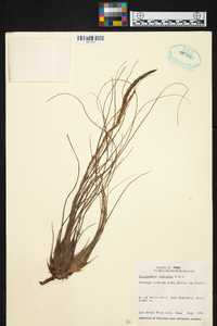 Tillandsia disticha image