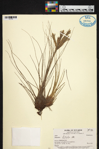 Tillandsia disticha image