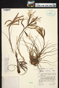 Tillandsia disticha image