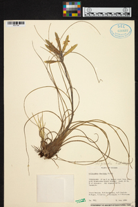 Tillandsia disticha image