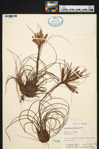 Tillandsia disticha image