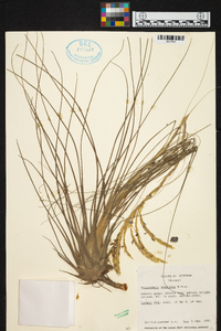 Tillandsia disticha image