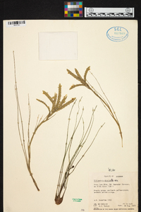 Tillandsia disticha image