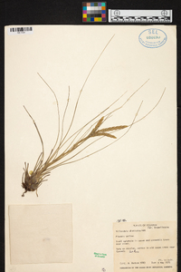 Tillandsia disticha image