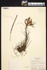 Tillandsia disticha image