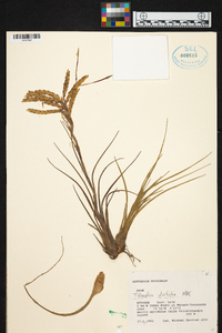 Tillandsia disticha image