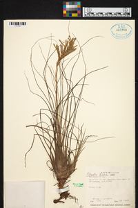 Tillandsia disticha image