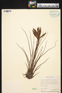 Tillandsia disticha image