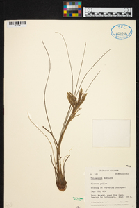 Tillandsia disticha image