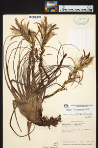 Tillandsia limbata image