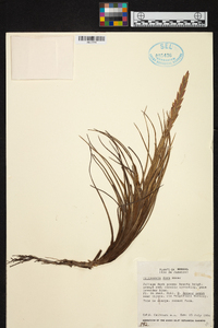 Tillandsia dura image