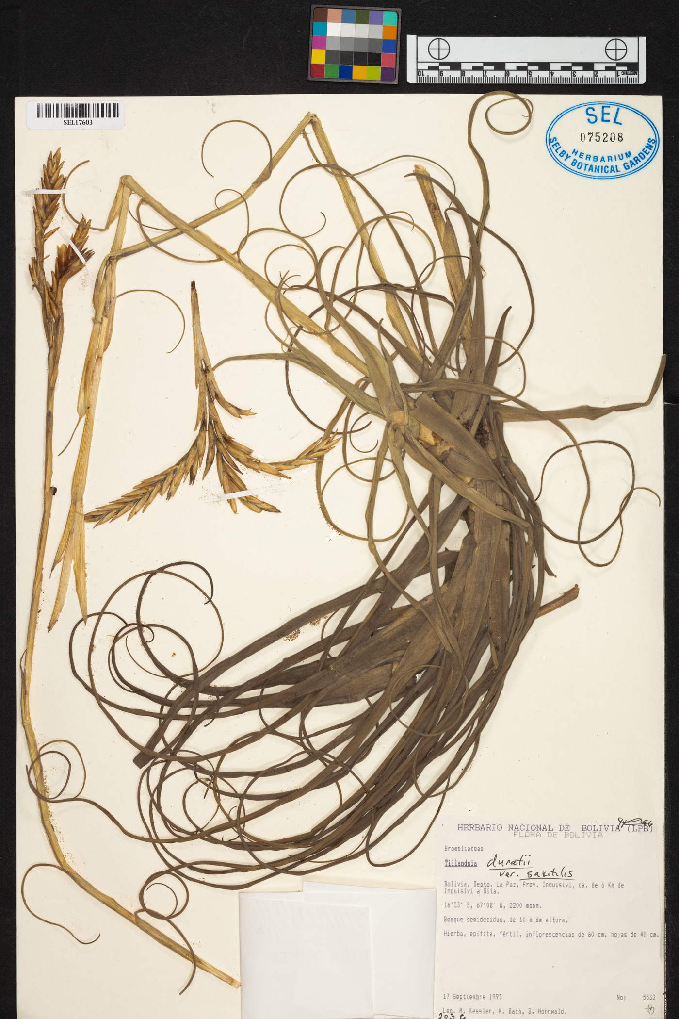 Tillandsia duratii var. saxatilis image