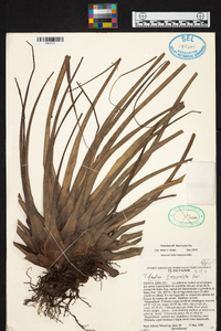 Tillandsia fasciculata image