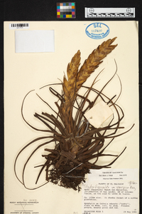 Tillandsia fasciculata image