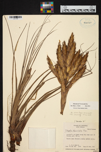 Tillandsia fasciculata image