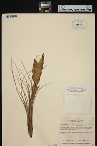 Tillandsia fasciculata image