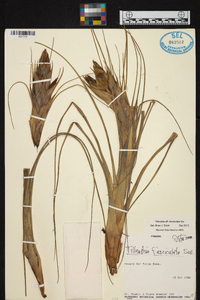 Tillandsia fasciculata image