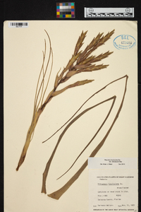 Tillandsia fasciculata image