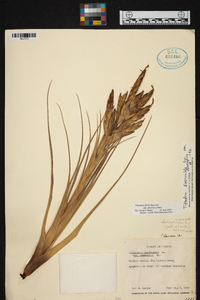 Tillandsia fasciculata var. densispica image