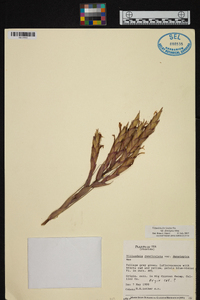 Tillandsia fasciculata var. densispica image