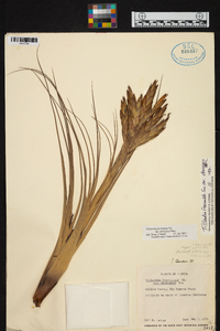 Tillandsia fasciculata var. densispica image