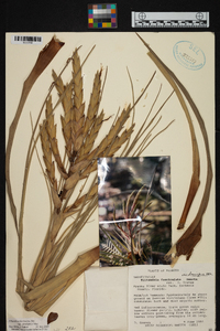 Tillandsia fasciculata var. densispica image