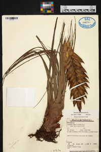 Tillandsia fasciculata image