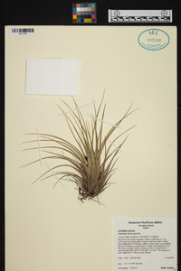 Tillandsia fasciculata image