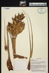 Tillandsia fasciculata image
