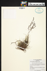 Tillandsia filifolia image