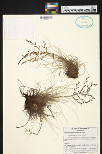 Tillandsia filifolia image