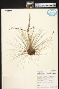 Tillandsia filifolia image